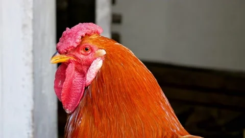 Rooster's red head close-up. Chickens on a farm in the countryside Stock Footage 197008434