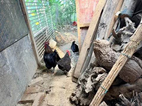Roosters in a rustic farmyard setting. Stock Photos