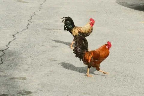 Roosters on sidewalk Stock Photos