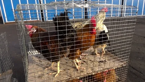 The roosters sit in a cage Stock Footage 85875602