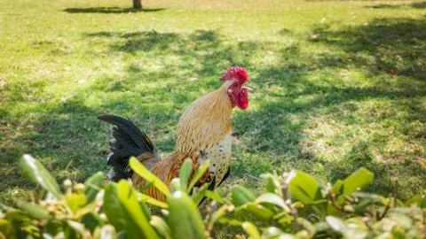 Roosters in spring 2 Stock Photos