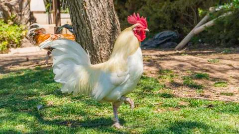 Roosters in spring 3 Stock Photos