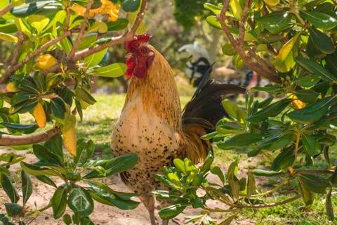 Roosters in spring Stock Photos