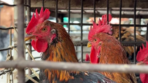 Roosters stand closely together inside a market cage, with equipment and the 库存影片 329989005