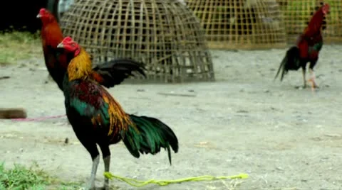 Roosters strutting Stock Footage 10561616