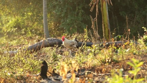 Roosters in the sunlight Stock Footage 106460763