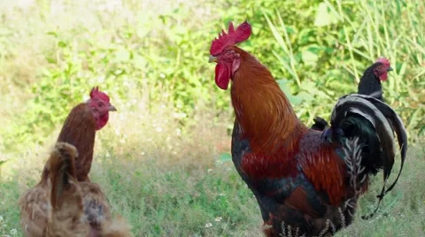 Rooster's tail flying in the wind Stock Footage 52107004