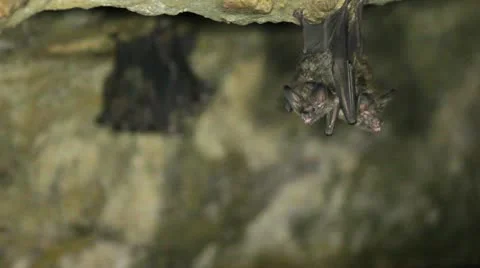 Roosting bats hanging in a cave Stock Footage 10898861