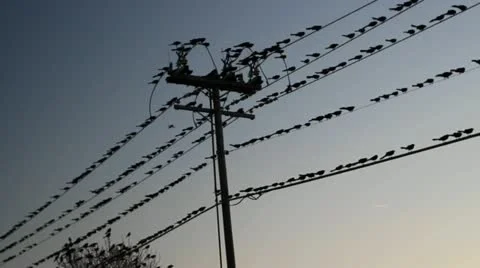 Roosting Birds in Texas Video stock 21925233