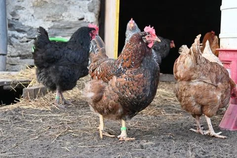Roosting black hen Stock Photos
