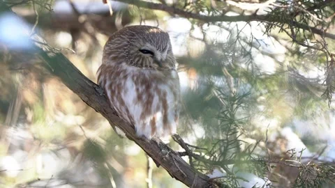 A roosting saw-whet turns its head slightly as it sits on a branch in a pine Stock Footage 343336268