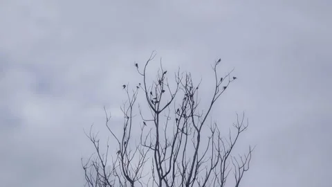 Roosting Swallows Vídeos de archivo 153821091