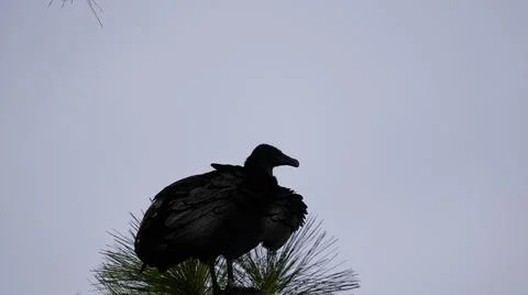 Roosting in a tree. Stock Photos