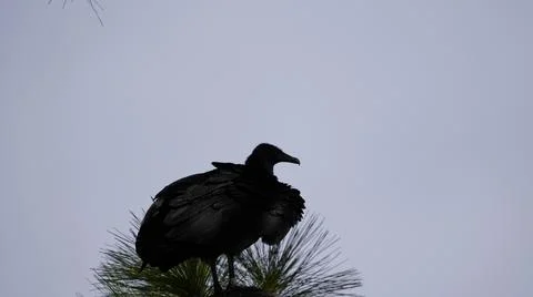Roosting in a tree. Stock Photos
