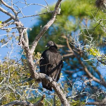 Roosting in a tree. Stock Photos