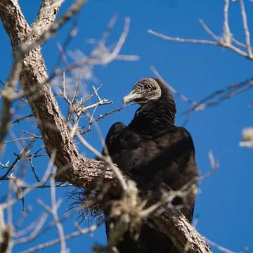 Roosting in a tree. Stock Photos