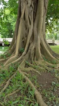 Root of ancient tree Stock Photos