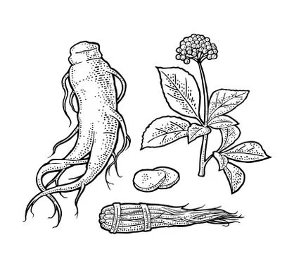 Root and leaves panax ginseng. Vector engraving black illustration Stock Illustration