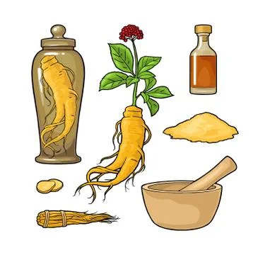 Root and leaves panax ginseng. Vector engraving black illustration Stock Illustration