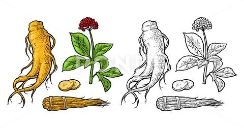 Root and leaves panax ginseng. Vector engraving illustration: Royalty ...