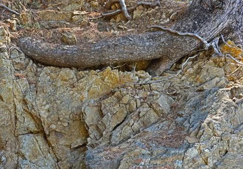 Root and rock Stock Photos