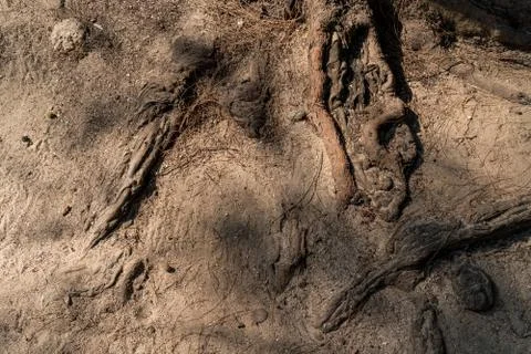 Root and shadow 스톡 사진