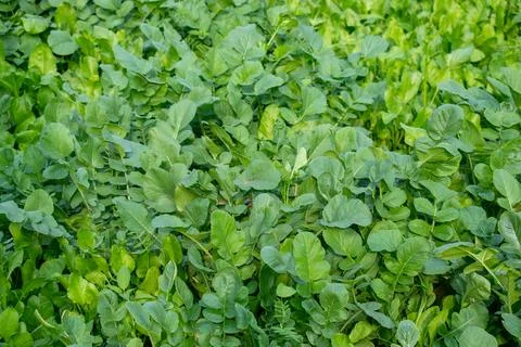 Root and spinach vegetable , it harvest the outer leaves as they grow Stock Photos