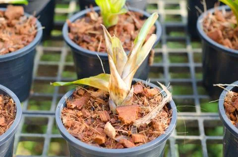 Root and stem rot in bromeliad seedling Stock Photos