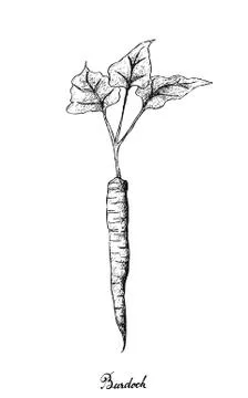Root and Tuberous Vegetables, Illustration Hand Drawn Sketch of Burdock or Ar Stock Illustration
