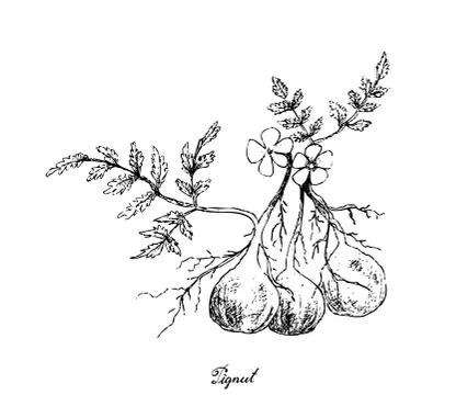 Root and Tuberous Vegetables, Illustration Hand Drawn Sketch of Pignut or Con Stock Illustration