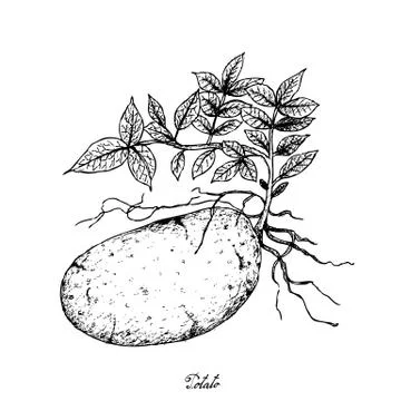 Root and Tuberous Vegetables, Illustration Hand Drawn Sketch of Potatoes Isol Stock Illustration