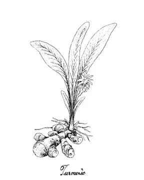 Root and Tuberous Vegetables, Illustration Hand Drawn Sketch of Turmeric or C Stock Illustration