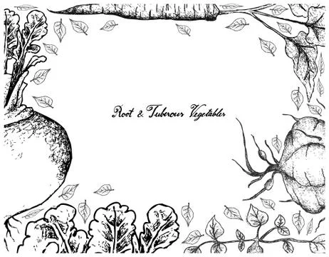 Root and Tuberous Vegetables, Illustration Frame of Hand Drawn Sketch of Fres Stock Illustration
