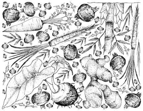 Root and Tuberous Vegetables, Illustration Background of Hand Drawn Sketch of Stock Illustration