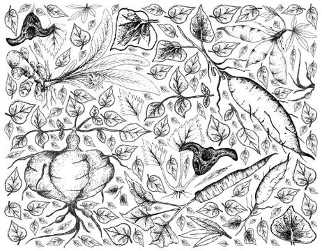 Root and Tuberous Vegetables, Illustration Background of Hand Drawn Sketch of Stock Illustration