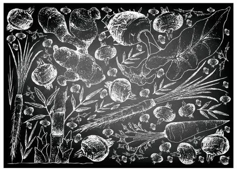 Root and Tuberous Vegetables, Illustration Hand Drawn Sketch of Water Chestnu Stock Illustration