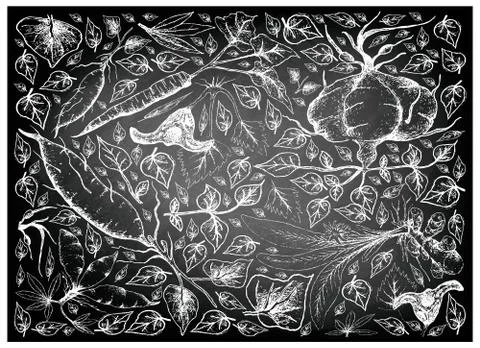 Root and Tuberous Vegetables, Illustration Hand Drawn Sketch of Water Caltrop Stock Illustration