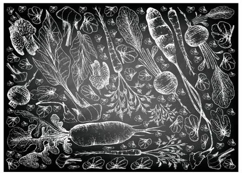 Root and Tuberous Vegetables, Illustration Background of Hand Drawn Sketch of Stock Illustration