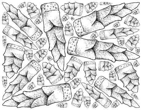 Root and Tuberous Vegetables, An Illustration of Delicious Fresh Bamboo Shoot Stock Illustration