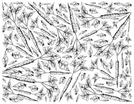 Root and Tuberous Vegetables, Illustration Hand Drawn Sketch of Burdock or Ar Stock Illustration