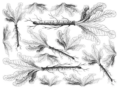 Root and Tuberous Vegetables, Illustration Hand Drawn Sketch of Fresh Horsera Stock Illustration