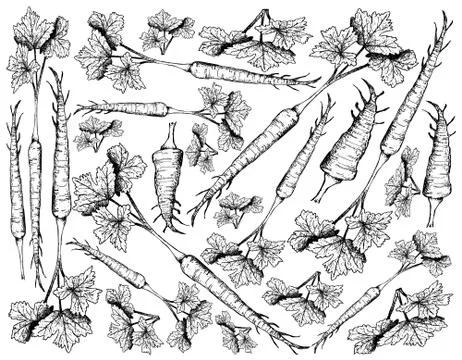 Root and Tuberous Vegetables, Illustration Hand Drawn Sketch of Fresh Parsnip Stock Illustration