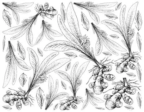 Root and Tuberous Vegetables, Illustration Hand Drawn Sketch of Turmeric or C Stock Illustration