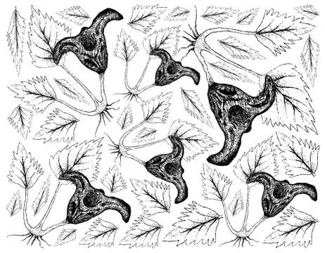 Root and Tuberous Vegetables, Illustration Hand Drawn Sketch of Water Caltrop Stock Illustration