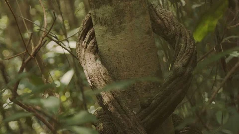 Root around trunk Stock Footage 127493461