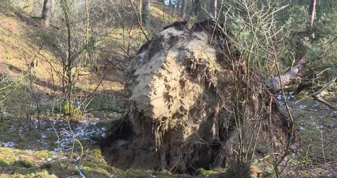 Root ball of an uprooted coniferous tree in forest on sandy soil Stock Footage 86461092
