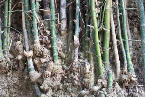 Root bamboo roots underground. Stock Photos