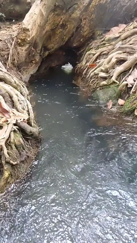 Root of banyan tree in the forest at thailand. Stock Footage 331897341