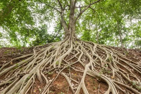 Root of banyan tree. Stock Photos