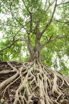 Root of banyan tree. Stock Photos